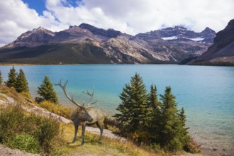 Rocky Mountains of Canada. Red deer on the bank of azure lake