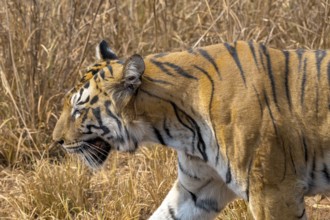 Tiger (Panthera tigris), Bengal tiger or Indian tiger, big cat (Pantherinae), carnivore