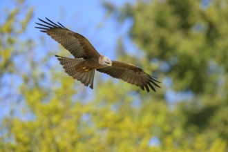 A black kite (Milvus migrans) flies elegantly over a wooded background, Kellerwald National Park,