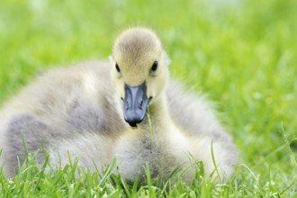 Little baby Canada goose