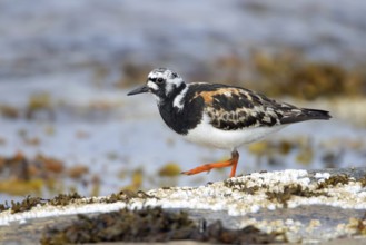 Ruddy turnstone