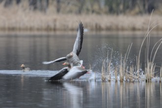 Greylag Goose in the nesting area