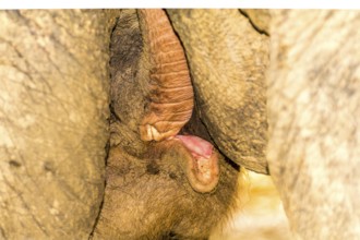 Elephant baby