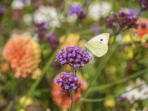 Close-up of a white butterfly on a purple flower in a garden with coloured background, Bad