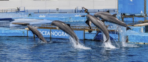 Panoramic photo of a trainer with a group of dolphins in the air in the largest dolphinarium in
