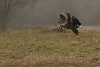 Haliaeetus albicilla, white taled eagle, Poland