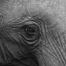 Elephantidae, detail, Kruger National Park, South Africa
