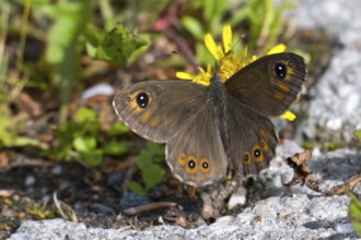 Braunauge (Lasiommata maera). Large wall brown (Lasiommata maera)
