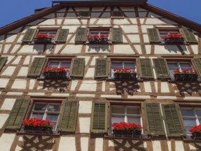 Detailed view of a half-timbered façade with flower boxes full of red flowers and shutters against