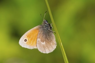 Dusky Meadow Brown), Hyponephele lycaon), animals, insects, butterfly, butterfly, lateral, Alsenz,