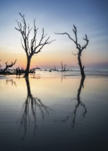 Meditative seascape at Boneyard Beach on Bull Island in South Carolina at sunrise