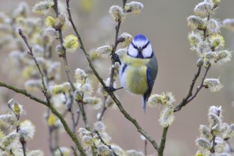 Blue Tit looking for food.Blue Tit looking for food
