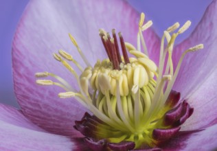 Macro of a lenten rose blossom