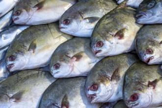 Fresh fish for sale at a market