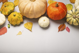 Thanksgiving or fall festive composition with different assorted pumpkins and autumn yellow leaves