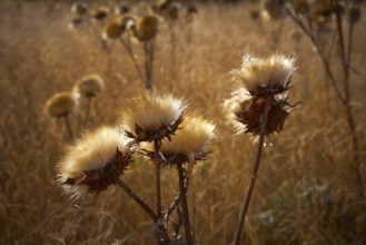 Dried thistle plant in golden meadow at mediterranean