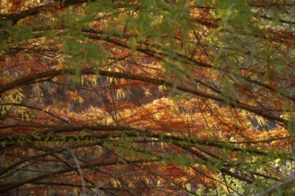 Autumn tree leaves texture background. leaf background texture