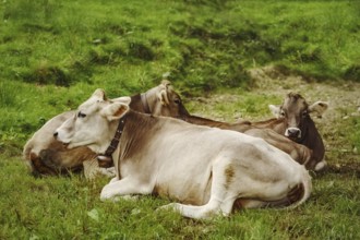 Dairy Cattle in the Traditional Pasture. Bolsternang, Germany Bolsternang, Germany