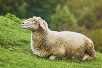White Sheep Resting on the Slope of a Hill Obermaiselstein, Germany
