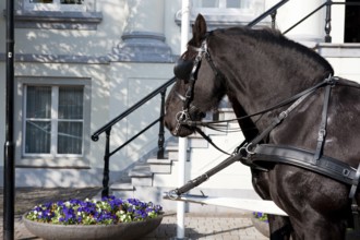 Horses by the white town hall stairs