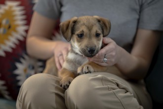 Ein liebenswerter Welpe entspannt sich glücklich zusammen mit seinem liebevollen Besitzer in seinem