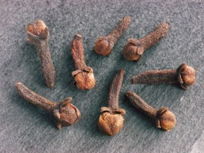 Cloves spice on gray slate background. Extreme close up