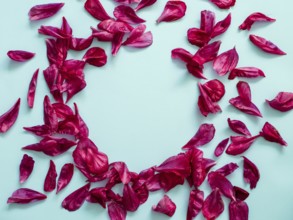 Red burgundy peony petals flat lay in round shape. Flower petals with copy space for text or design