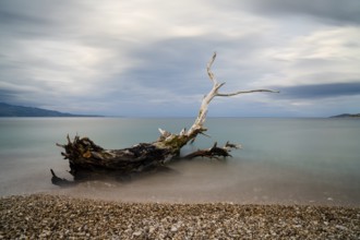 Old driftwood tree on a rocky beach with turquoise water behind under an overcast sky