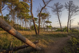Landscape shot by the sea with pine forest on the coast. Morning atmosphere at sunrise in a