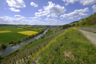 Landscape and vineyards near Stetten with a view of the Main valley, Main-Spessart district, Lower
