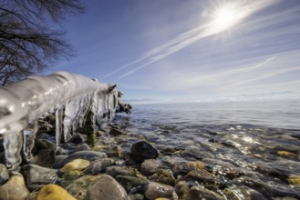 Clear water meets stony beach with icicles on the branch, the sun shines brightly, harbour, Gohren,