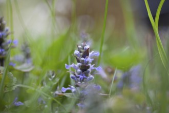 Blue bugle (Ajuga reptans) in a meadow, Leoben, Styria, Austria