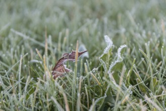 Dry leaves and frosty frost on dandelions and blades of grass