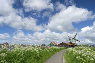 Wild flowers in front of windmills at the Dutch Zaanse Schans