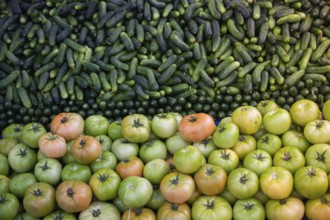 Green unripe fresh tomato and cucumber for food concept