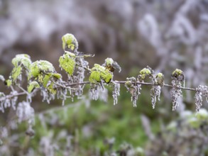 Plants, Grasses with hoar frost, Heidelberg, Baden-Württemberg, Germany