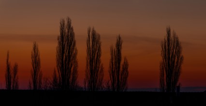 Poplars in front of a red sky at sunrise, Timmerlah, Braunschweig, Lower Saxony, Germany