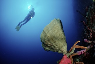 Coral reef and divers, Catalina, Caribbean Sea, Dominican Republic