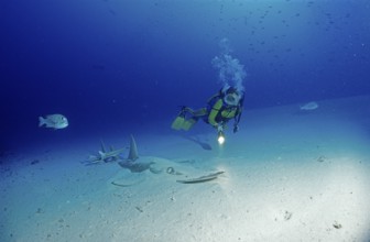 Common guitarfish and diver, Rhynchobatus djiddensis, Maldives, Indian Ocean, Ari Atoll