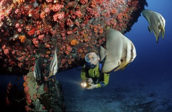 Longfin batfish and diver on a shipwreck, Platax teira, Maldives, Indian Ocean, Ari Atoll