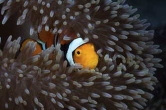 Clown anemonefish in sea anemone, Amphiprion percula, Cenderawasih Bay, West Papua, Indonesia
