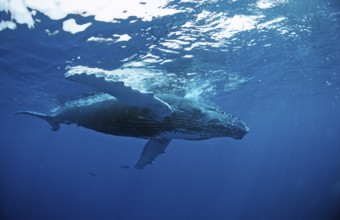 Humpback whale, calf, Megaptera novaeangliae, Silverbanks, Caribbean Sea, Dominican Republic