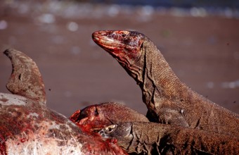 Komodo dragons eat dead dolphin, Varanus komodoensis, Rinca, Komodo National Park, Indonesia