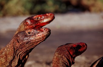 Komodo dragons eat dead dolphin, Varanus komodoensis, Rinca, Komodo National Park, Indonesia