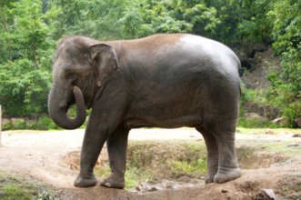 The Asian or Asiatic Elephant (Elephas maximus) is the only living species of the genus Elephas and