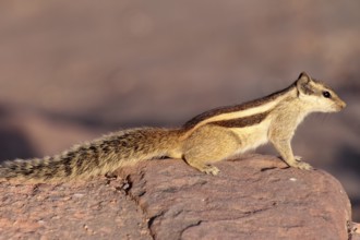 Close-up photo of chipmunk in India