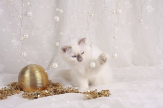 SACRED CAT OF BIRMA, BIRMAN CAT, LITTER, KITTEN, PLAYS WITH BEADS, SACRED CAT OF BIRMA