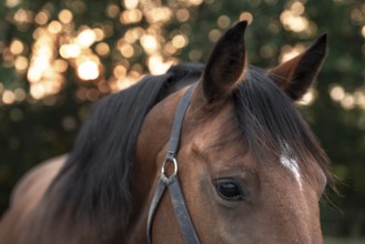 Portrait of a dark brown horse with a white spot on forehead, looking down with sad eyes, an image