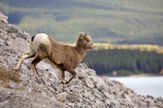 Rocky Mountain Sheep Alberta Canada young kid