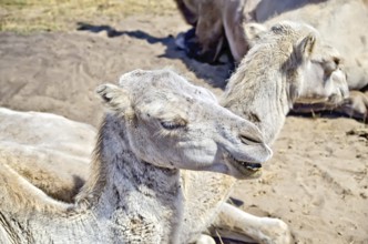 Bactrian brown camels on the background of sand